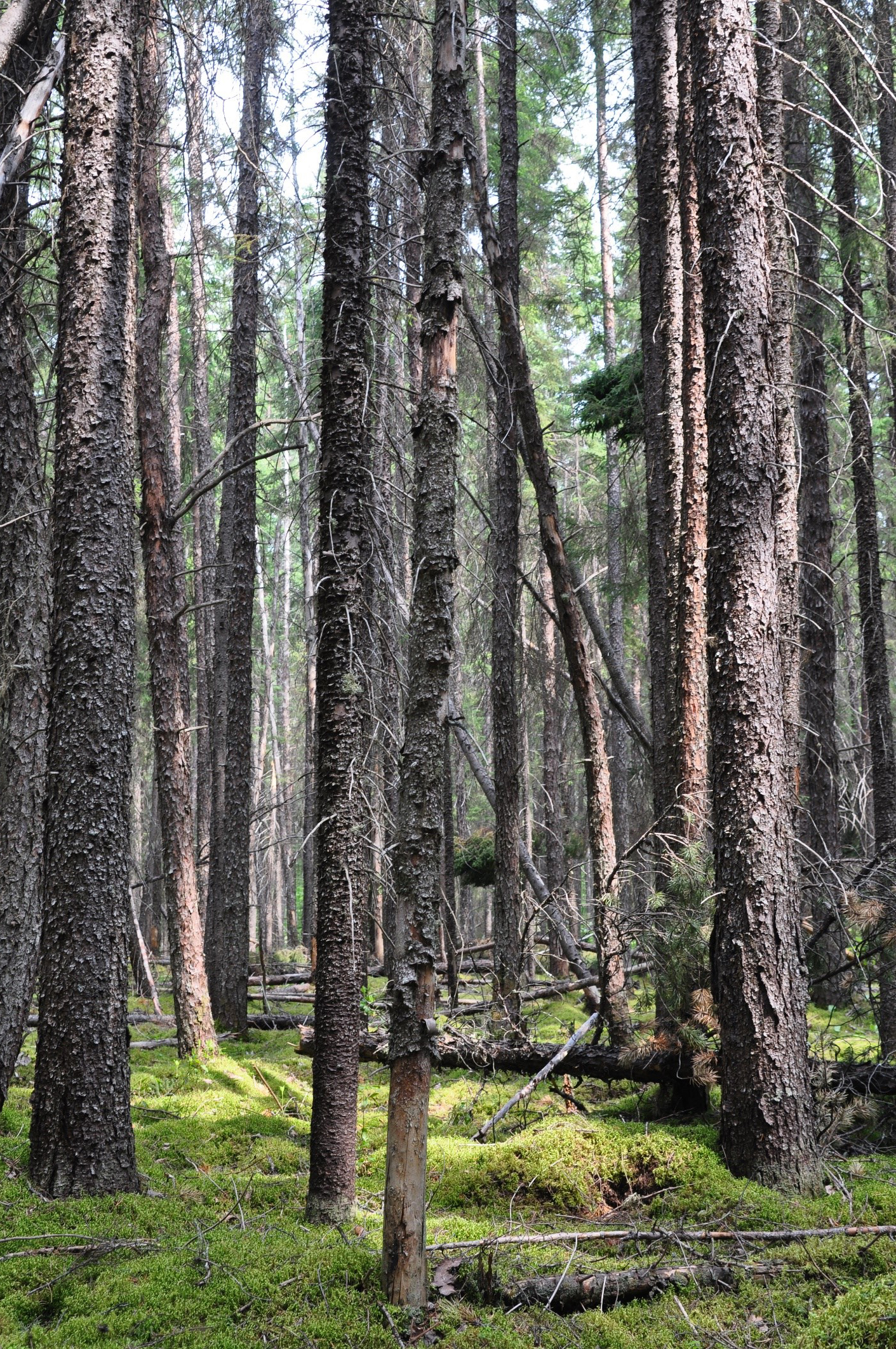 Vue d'ensemble du peuplement à épinettes noires (Picea mariana (Mill) B.S.P.) dans la zone bioclimatique de la pessière à mousse en forêt boréale.