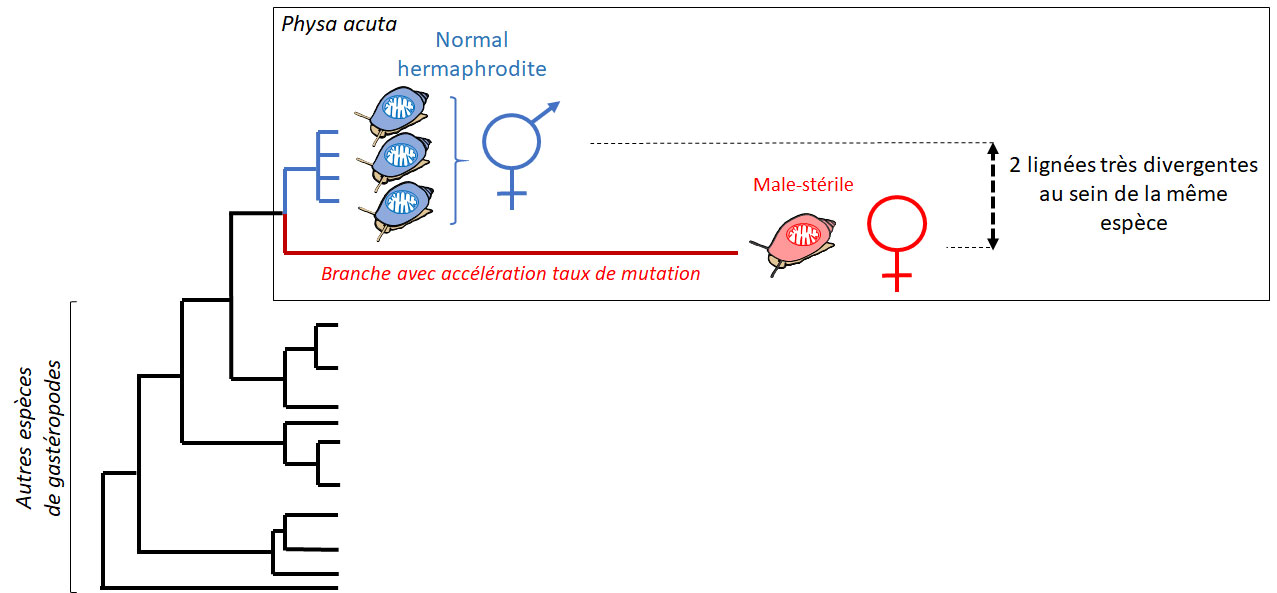 schema 2