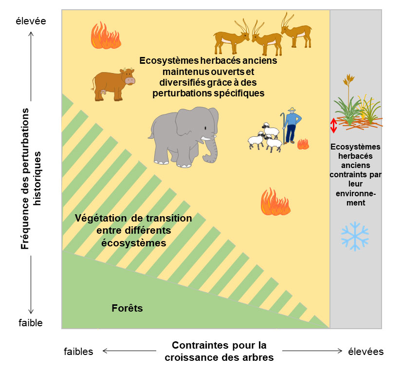 Interaction entre le climat, le sol, les perturbations et la végétation sont des éléments clés à prendre en considération pour comprendre les écosystèmes herbacés anciens