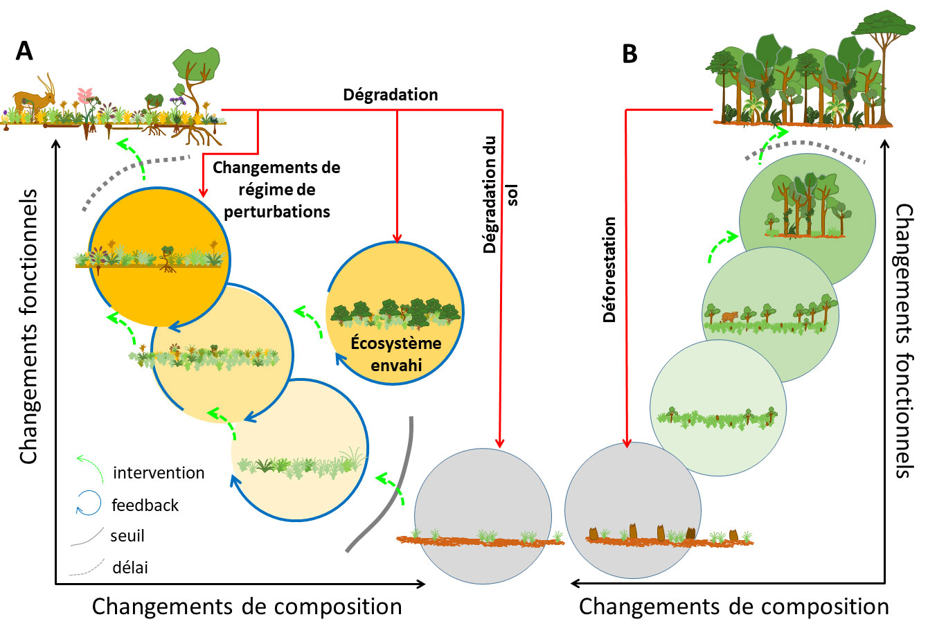 Différents types de dégradation peuvent mener à différents niveaux de perte de fonctions ou de diversité pour les écosystèmes herbacés anciens. La résilience ou la restauration sont dépendantes du degré de changements fonctionnels ou de composition.