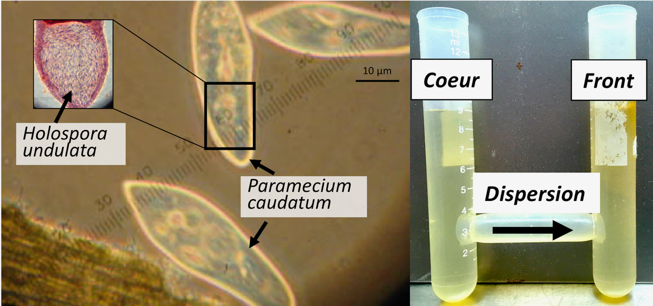 Le cilié d'eau douce Paramecium caudatum et son parasite bactérien Holospora undulata (à gauche) ont été utilisés pour une expérience de sélection à long terme. Un des traitements consistait à laisser disperser des individus infectés du tube “cœur" au tube "front" (à droite), imitant un front d'invasion en mouvement. Dans un deuxième traitement, seules les Paramécies non-dispersantes ont été maintenues, imitant le centre géographique de la population. Après 55 épisodes de (non-)dispersion, toujours suivies par une semaine de croissance et de transmission, les parasites des deux traitements ont été comparés pour leurs effets sur la dispersion de l’hôte, et leur virulence et transmissibilité. (Photos : O. Kaltz)