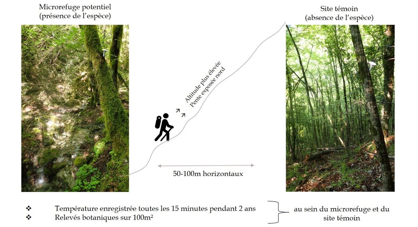 Protocole de suivi mis en place au sein des différentes stations de microrefuges actuels de l’espèce Oxalis acetosella au sein de la région Provence-Alpes-Côte d’Azur (© M. Finocchiaro)