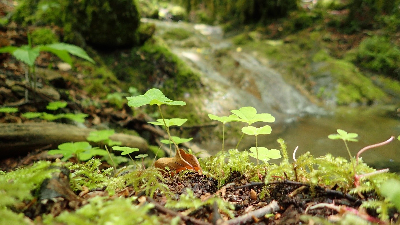 Oxalis acetosella en situation de microrefuge (© K. Diadema)