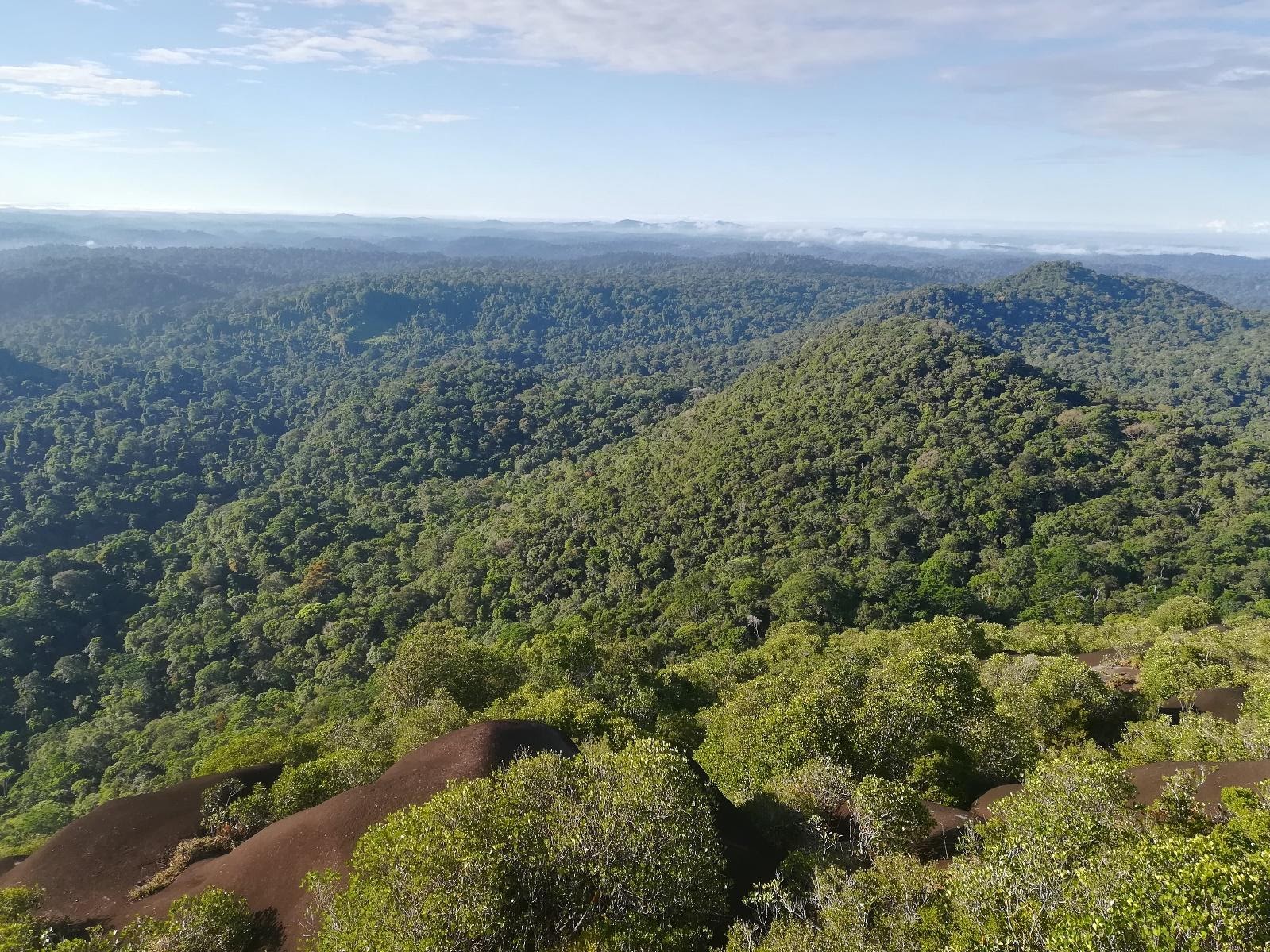 Vue d'une colline granitique (Inselberg) émergeant de la forêt des Nouragues en Guyane 