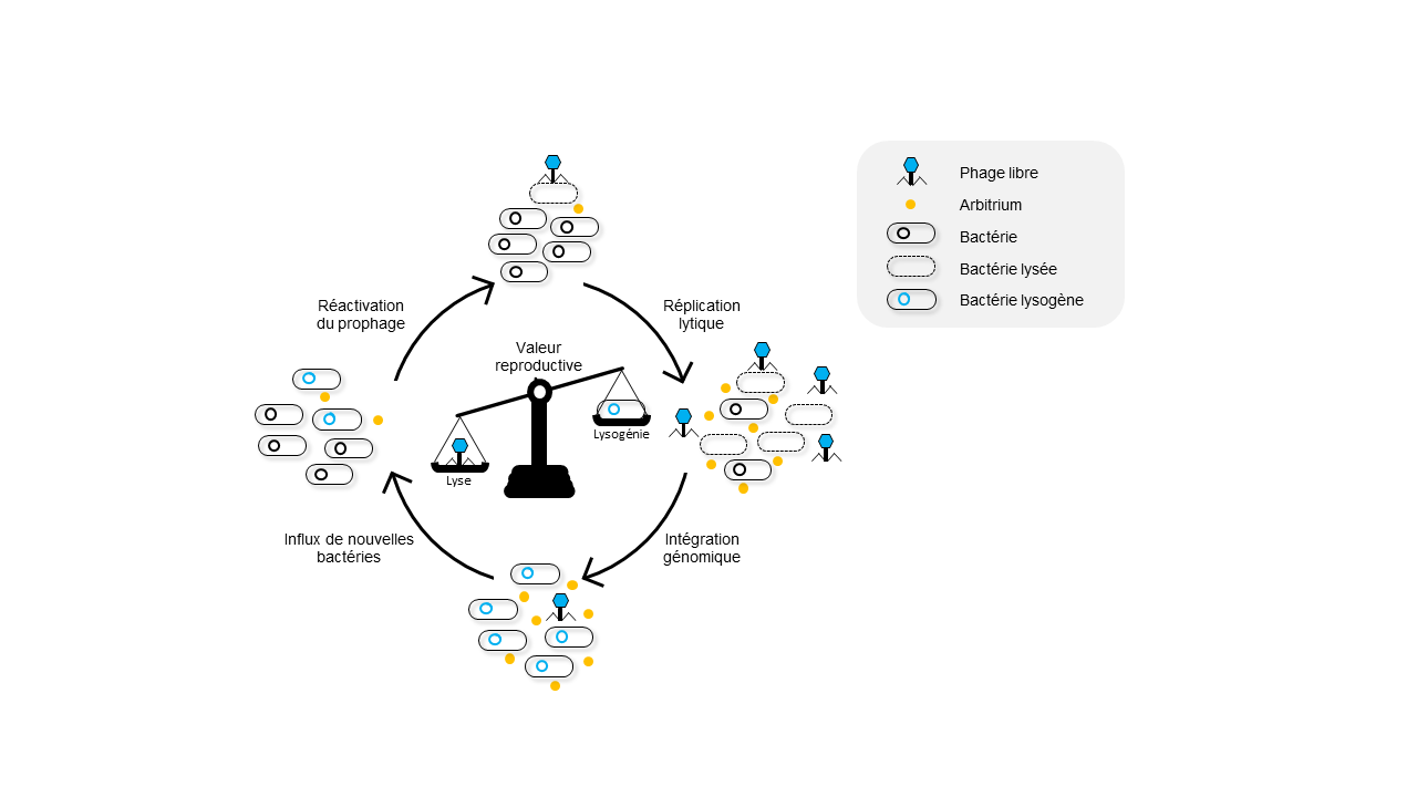 schema_virus