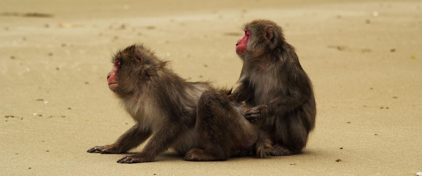 Interactions entre un mâle et une femelle macaque japonais (Macaca fuscata)