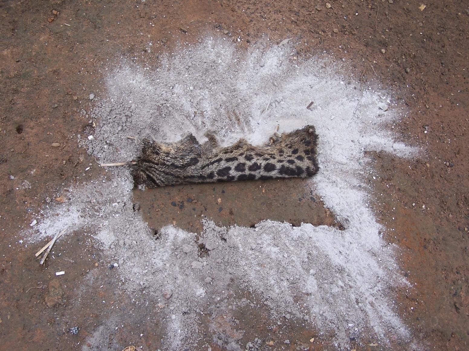 Protocole traditionnel de préparation d’une peau de genette (mammifère carnivore) à la cendre de bois © Philippe Gaubert