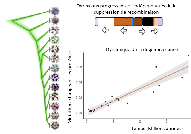 Phylogénie des champignons pathogènes de plantes