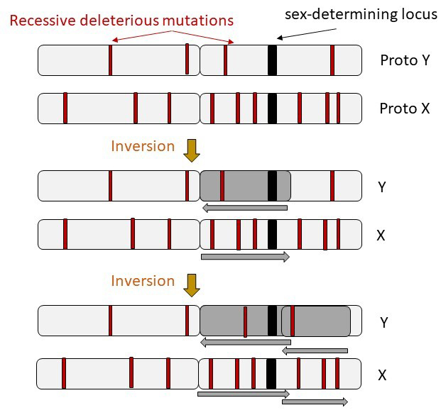 mutations chromosomes