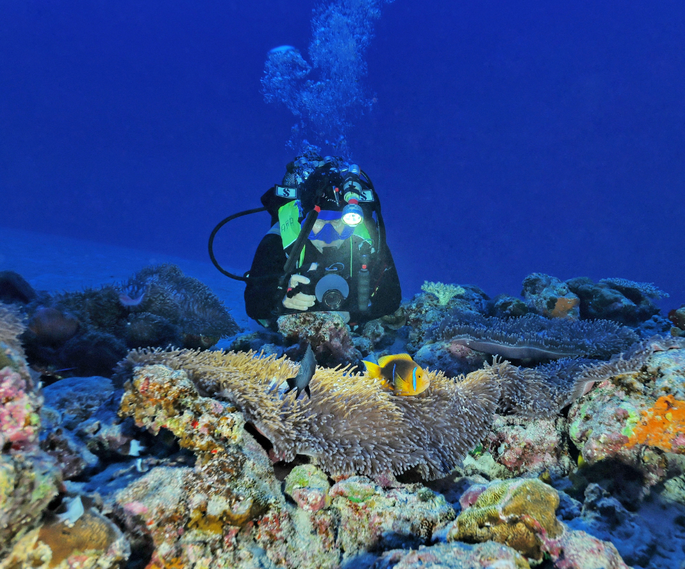 Anne Haguenauer recensant les poissons clowns et recherchant la présence d'oeufs à 52 m de profondeur à Moorea. Photographie Frédéric Zuberer