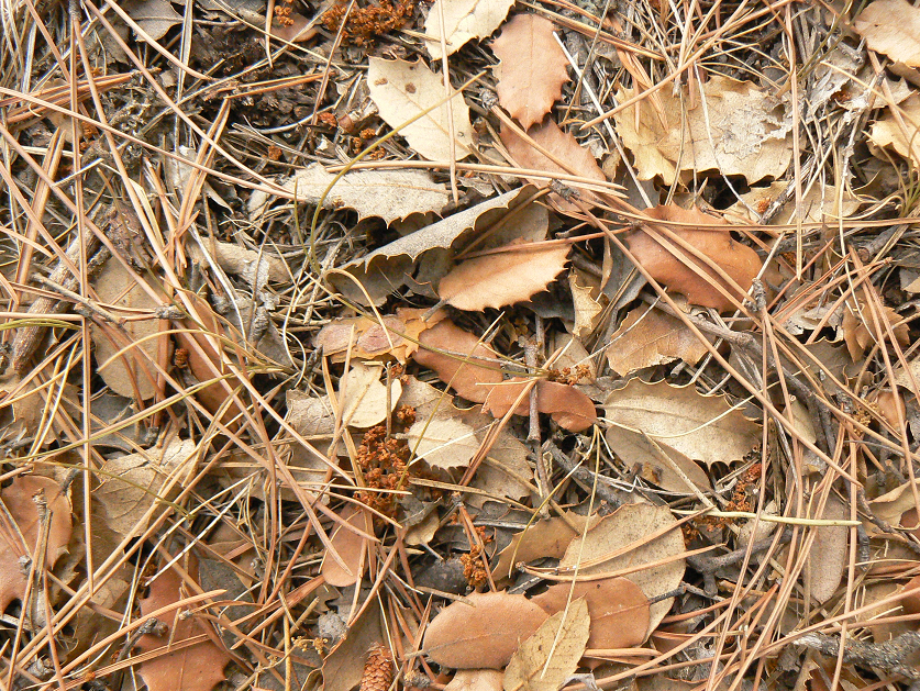 Une couche de litière naturelle au sol d’une forêt mixte de chêne et de pin dans une placette expérimentale en Espagne (© François-Xavier Joly).