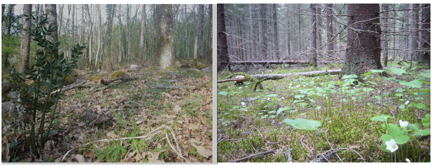 Une placette expérimentale dans une forêt mixte en Italie (à gauche) et dans une forêt mono-spécifique d’épicéa en Finlande (© Stephan Hättenschwiler).