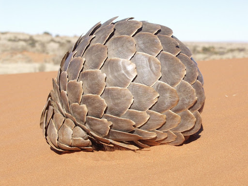 Pangolin enroulé sur lui-même. Ses écailles sont très prisées en médecine traditionnelle chinoise