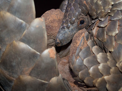 Écailles de pangolin, très prisées en médecine traditionnelle chinoise 