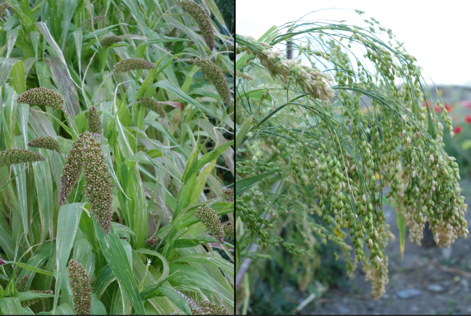 A gauche, millet des oiseaux (Setaria italica), à droite, millet commun (Panicum miliaceum).