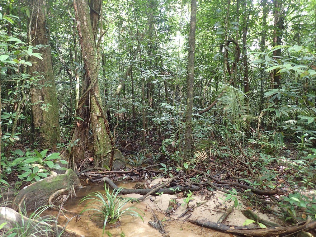 Forêt tropicale intacte (station de Paracou, Guyane). © Jérôme Chave