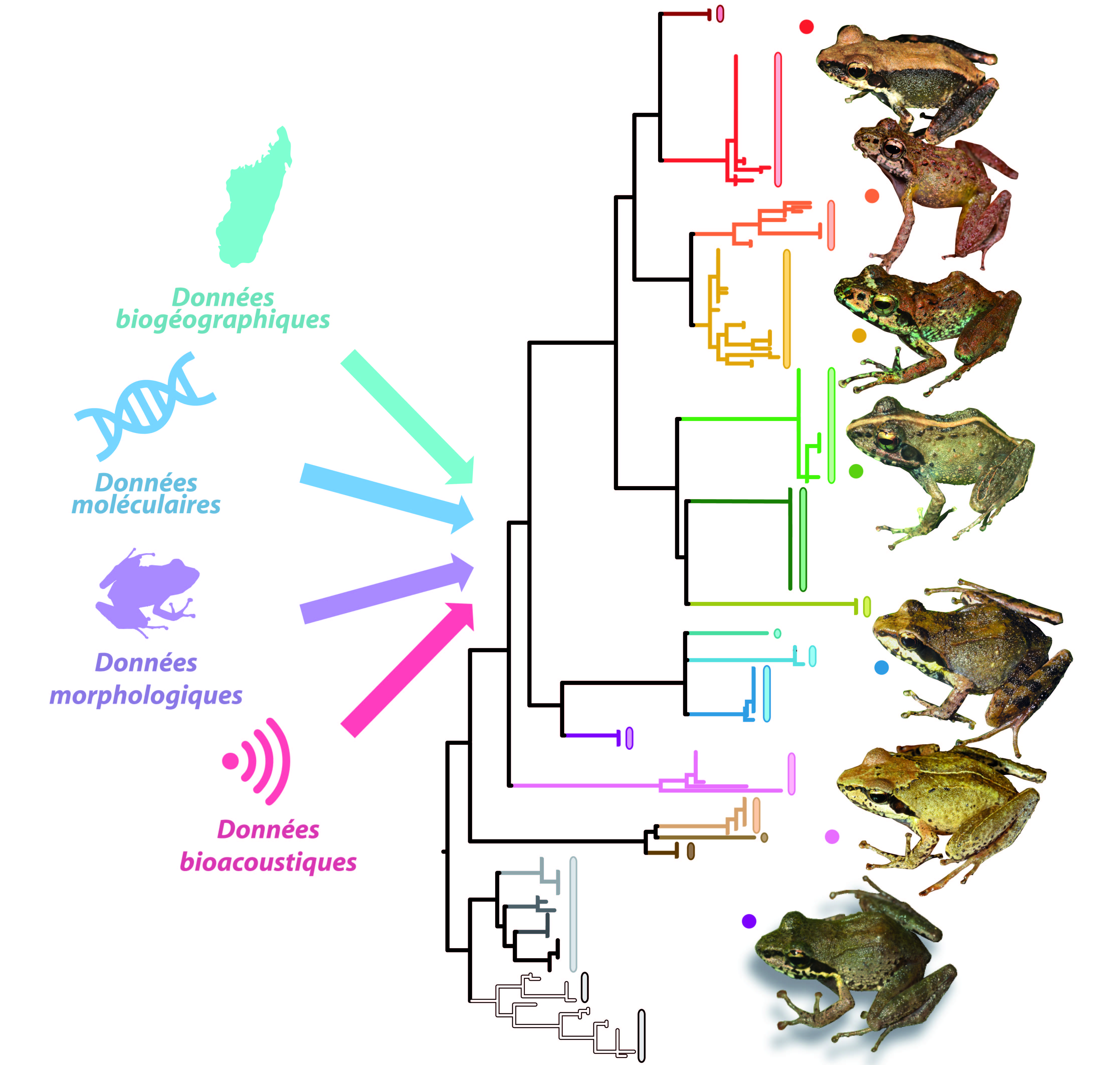 Aperçu de la diversité évolutive au sein du sous-genre Gephyromantis, et des méthodes mises en œuvre pour délimiter les espèce