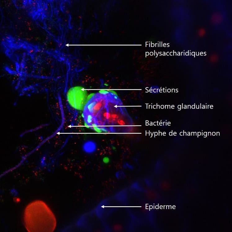 Photographie en microscopie confocale