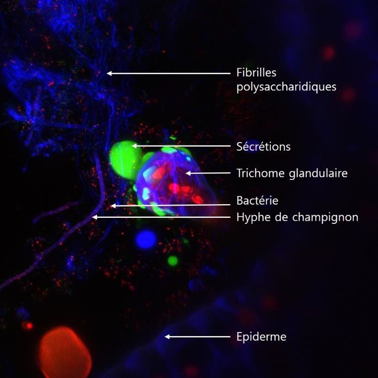 Photographie en microscopie confocale 