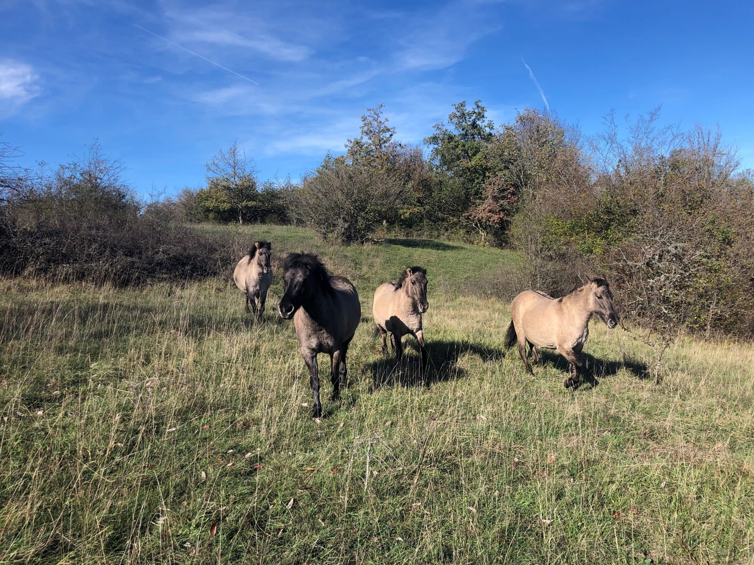 visuel chevaux Tarpans