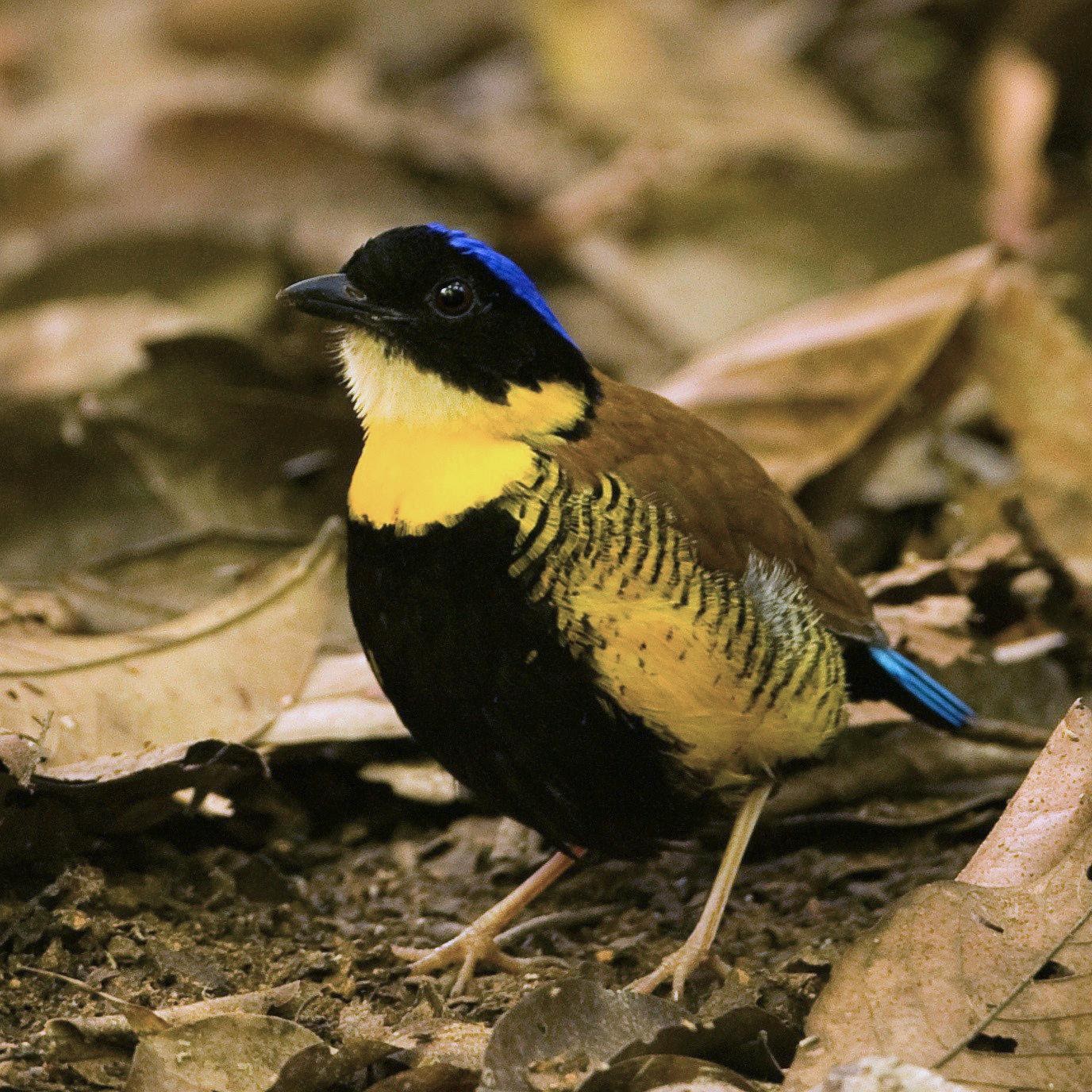 La Brève de Gurney (Hydrornis gurneyi), vivant en Birmanie, est en danger critique d’extinction à cause de la perte de son habitat naturel. Elle ne peut pas actuellement pas être sauvée par les aires protégées puisqu’aucun des 950 km2 dans lesquels elle vit n’est protégé.