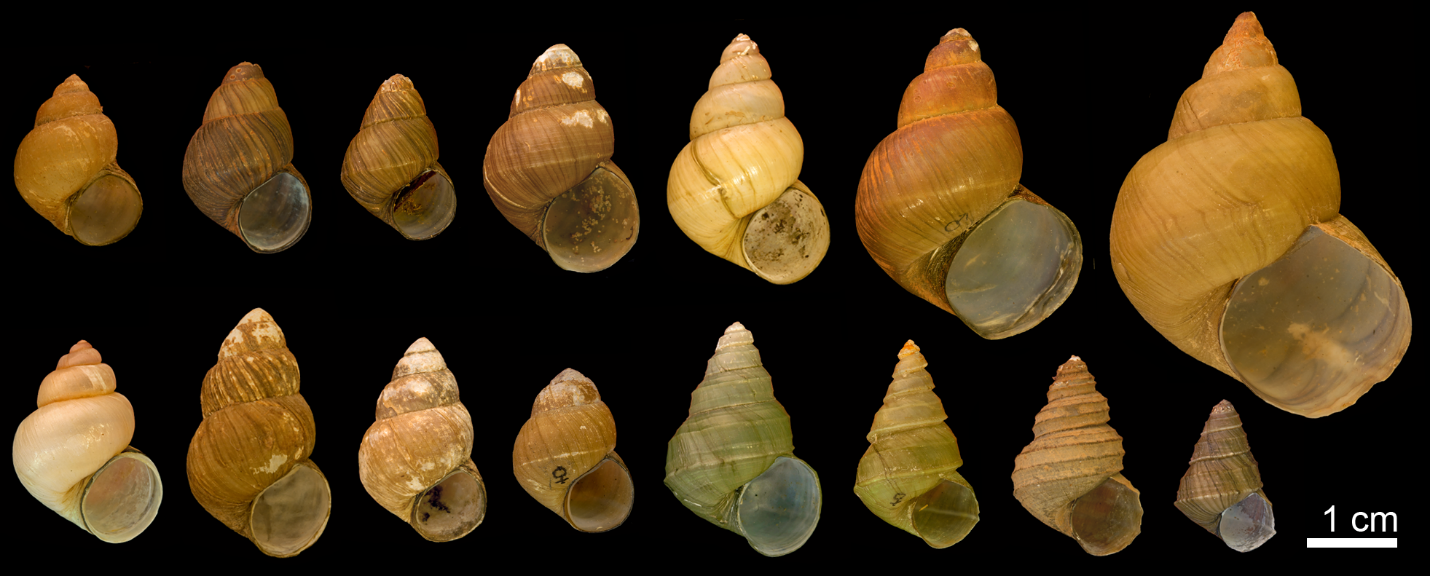 Fig. 1. La variabilité morphologique des coquilles des gastéropodes vivipares du genre Bellamya dans l’écorégion du lac Victoria. Sept espèces sont reconnues, mais certaines espèces/formes sont maintenant rares et potentiellement éteintes. Les analyses génétiques suggèrent de l’hybridation entre plusieurs de ces formes qui ont été rapprochées écologiquement par la dégradation des habitats.