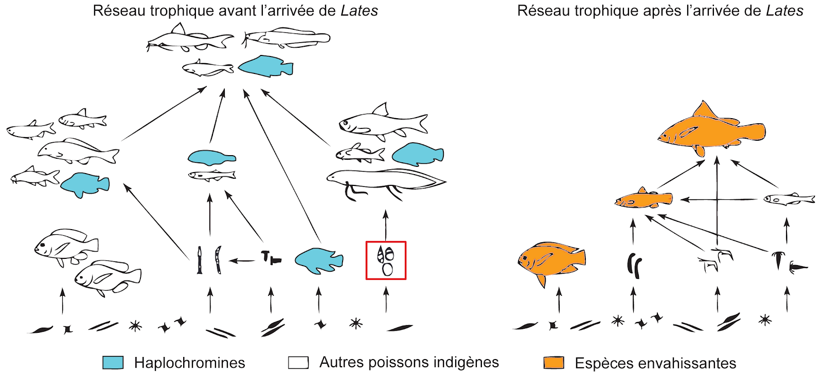 Estimation du réseau trophique avant et après l’arrivée de la perche du Nil et d’autres espèces envahissantes dans la région écologique du lac Victoria. Ces estimations ont été faite dans les années 1990 et indiquent la disparition des cichlidés haplochromines, mais elles ont également mené à la prédiction que certains groupes, y compris les gastéropodes (cadre rouge), augmenteraient fortement en abondance après la diminution de pression exercée par la prédation. Nos résultats diffèrent fortement de cette prédiction et montrent qu’il reste beaucoup à apprendre sur les interactions trophiques dans l’écorégion du lac Victoria. Modifié de Dobson et Frid