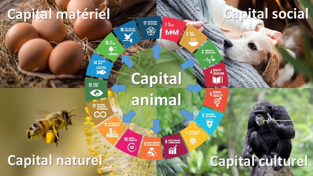 Le capital animal est composé du capital matériel, social, naturel et culture et bénéficie à l’ensemble des objectifs de développement durable définis par les Nations Unis.