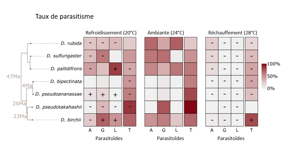 img_tableau_parasitisme