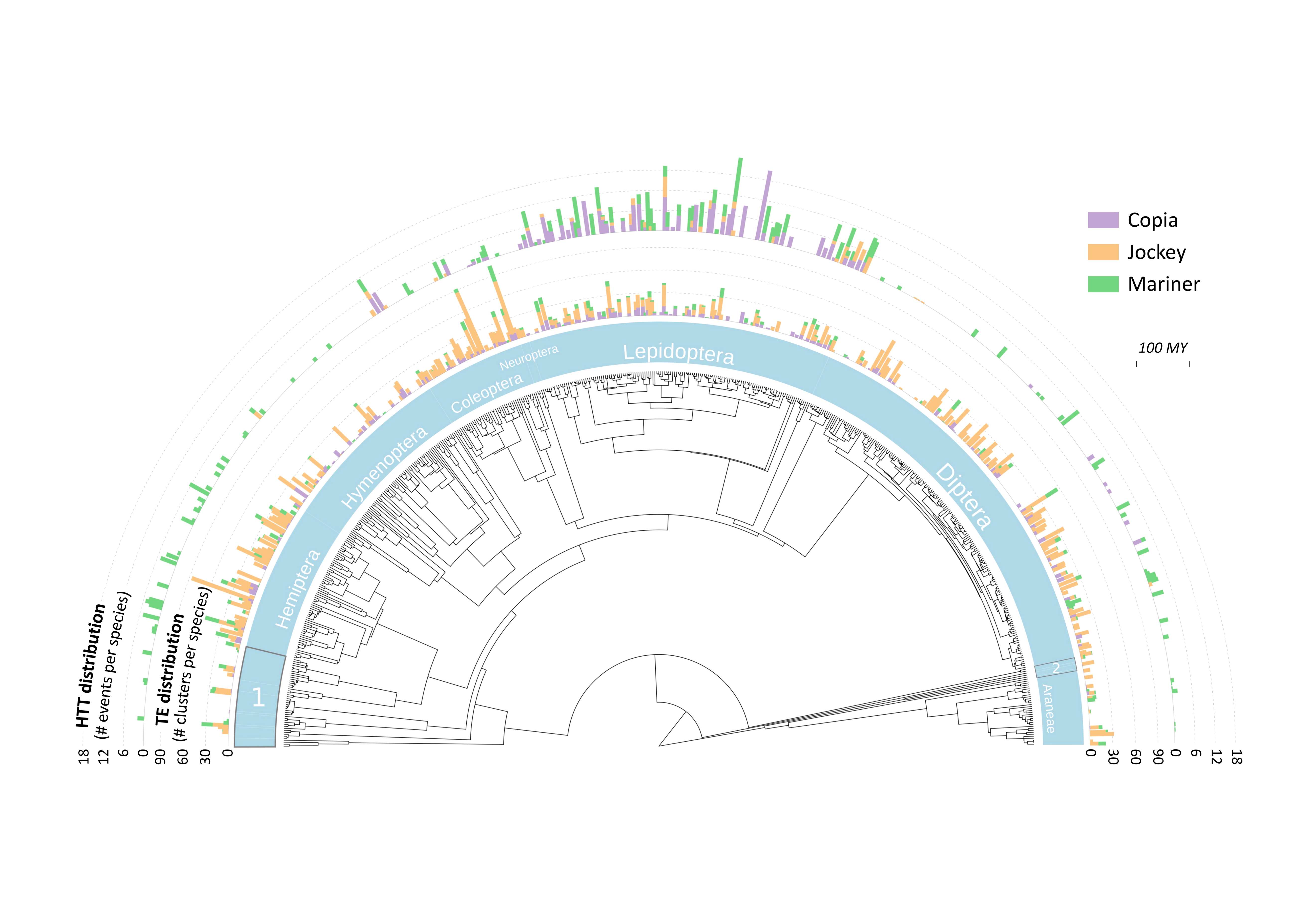 Distribution des éléments transposables et de leurs transferts horizontaux, en relation avec la diversité phylogénétique des espèces échantillonnées