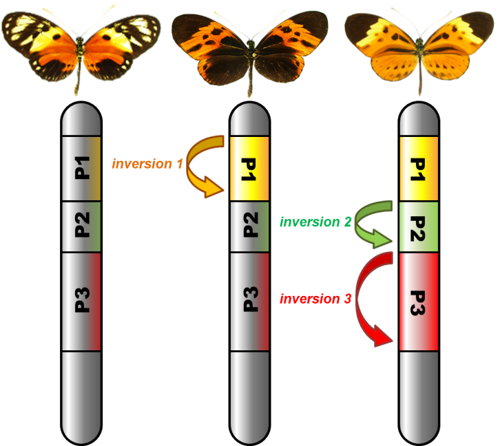 Fig.3. Le rôle des inversions dans le maintien de la diversité de coloration. Les motifs colorés sont contrôlés par des inversions caractérisant 3 types chromosomiques distincts. Les différences d’orientation de l’ADN entre ces 3 types empêchent le brassage génétique et bloquent ensemble les variants qu’ils contiennent. Cet effet a un effet positif en empêchant les bonnes combinaisons de caractères (signaux colorés) d’être remaniées lors de la formation des gamètes, mais aussi un effet négatif en favorisant l’accumulation de mutations négatives. Crédit : Mathieu Joron 