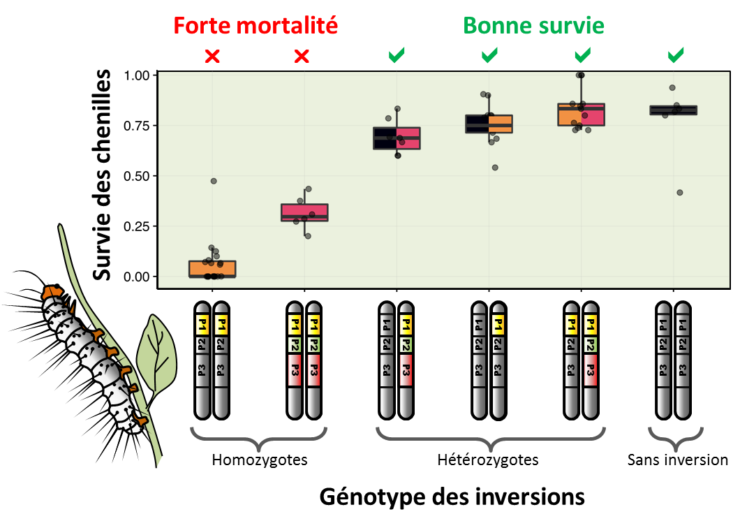 Fig.4. Augmentation de la mortalité juvénile lorsque les inversions sont homozygotes. Associées à des motifs colorés protecteurs, les inversions confèrent un avantage et se répandent dans la population, mais elles ne peuvent envahir la population et éliminer complètement le type chromosomique sans inversion moins bien protégé. En effet, étant chargées de mutations délétères, leur avantage diminue à mesure qu'elles deviennent plus fréquentes et forment des homozygotes qui meurent sous forme de chenille. Autrement dit, les inversions ne sont avantageuses que lorsqu’elles sont hétérozygotes. Crédit : M Joron et M Chouteau.