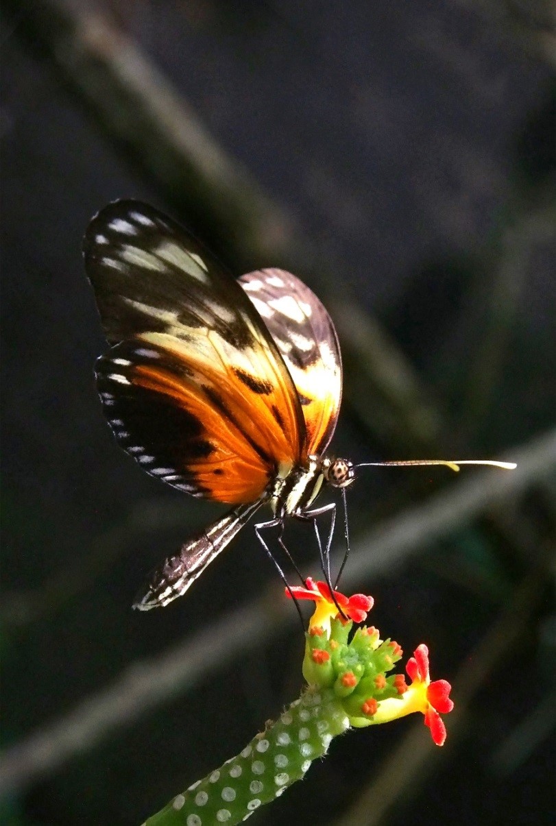  Le papillon Heliconius numata, forme H. n. silvana