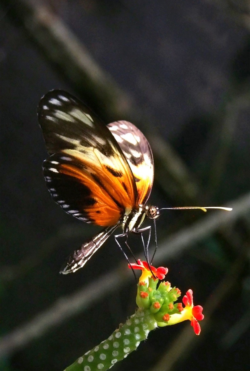 Le papillon Heliconius numata, forme H. n. silvana