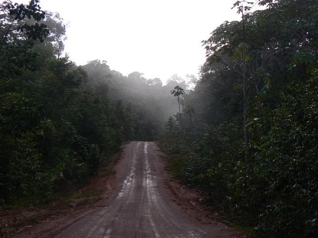 Piste forestière dans l'un des sites d'étude (zone de Counami, Guyane). © Benoît de Thoisy