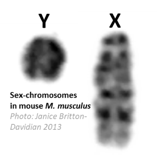 Chromosomes sexuels d’une souris M. musculus