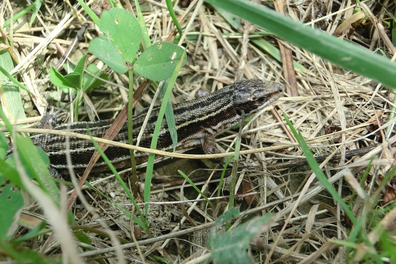 Lézard vivipare (Zootoca vivipara)