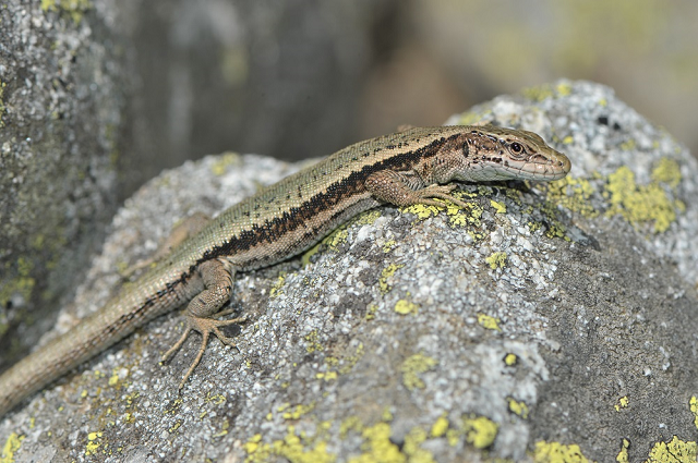 lezard pyrennées