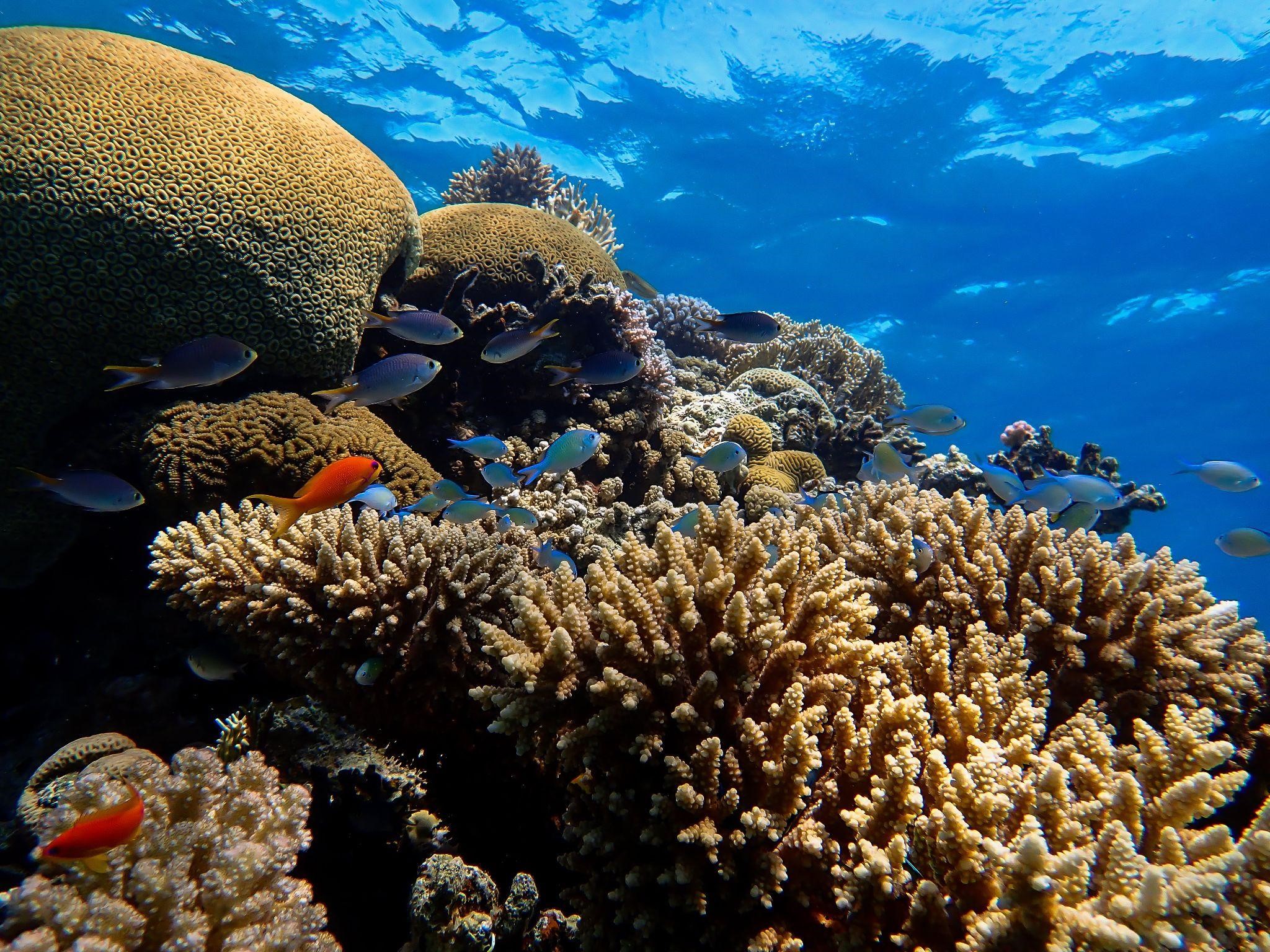 recif corallien