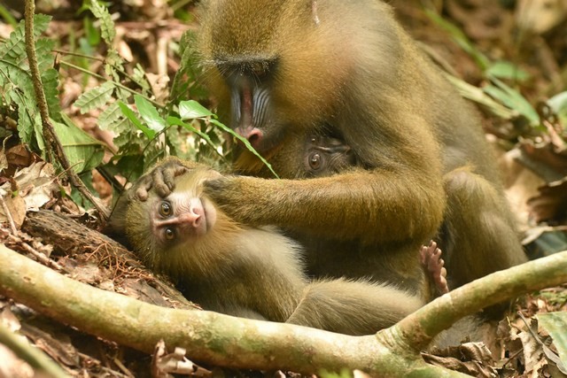 mandrills