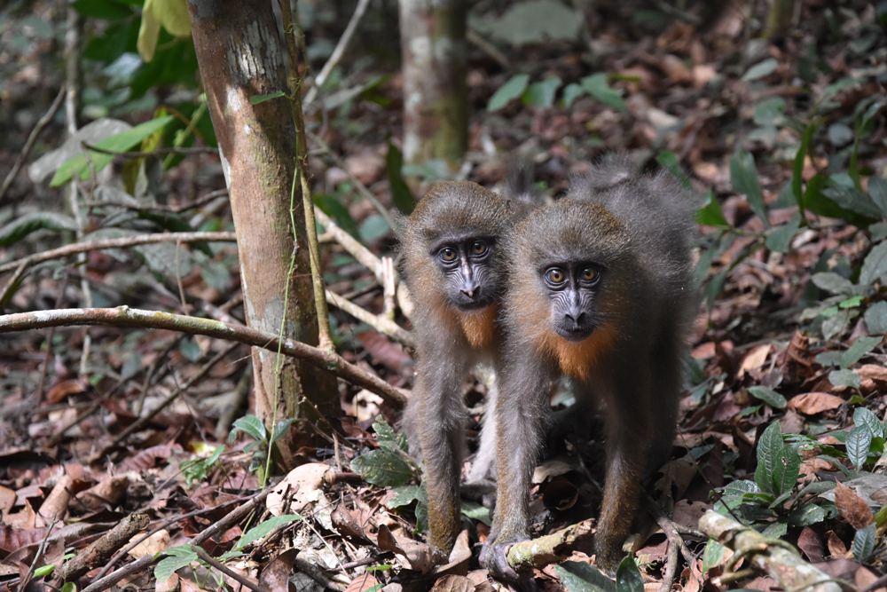 mandrills