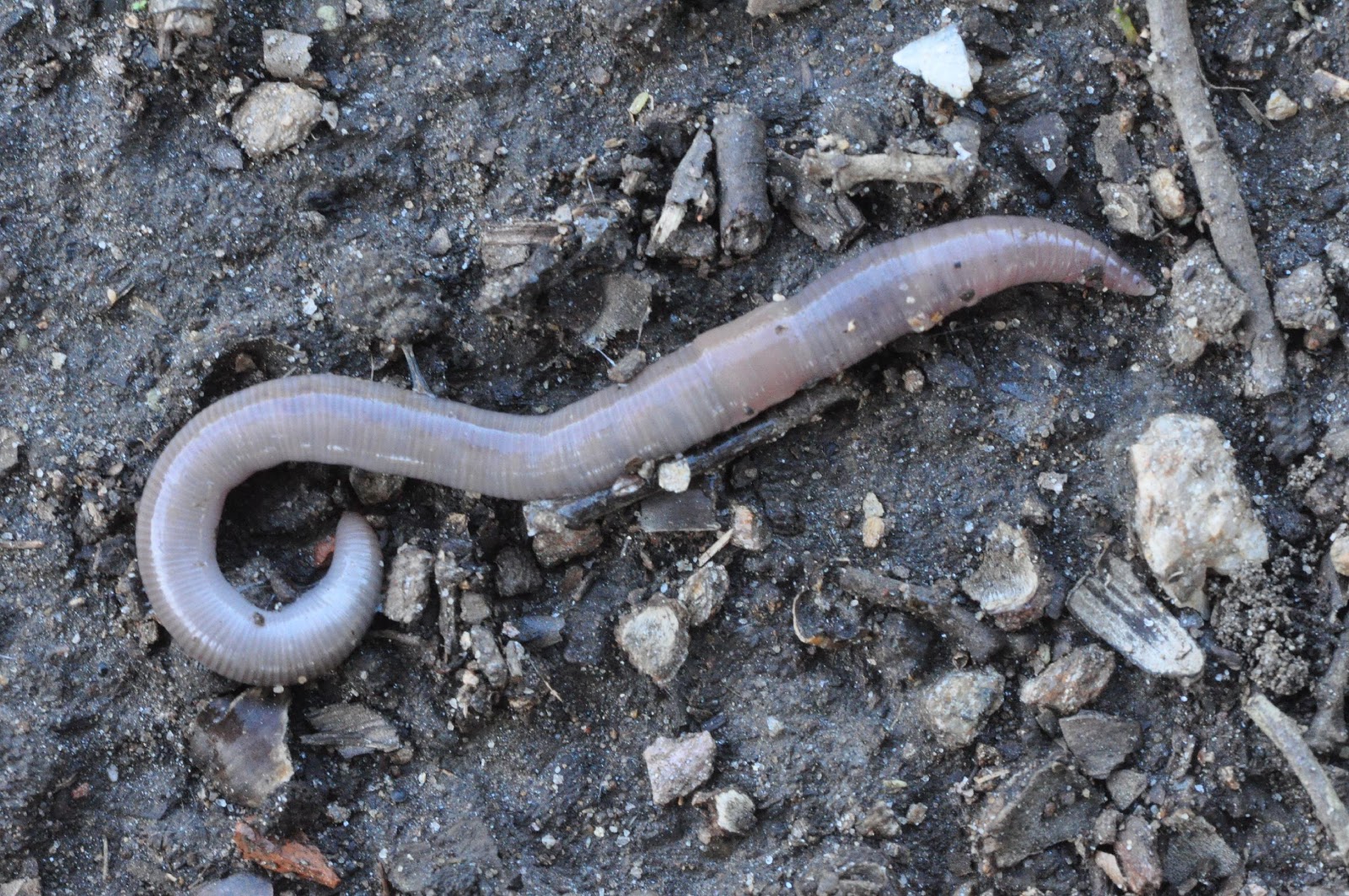 Scherotheca porcrosana, l’une des deux espèces récemment décrites par Marchán et al. (2020), est un habitant des écosystèmes de chênes verts de l’île de Port-Cros.