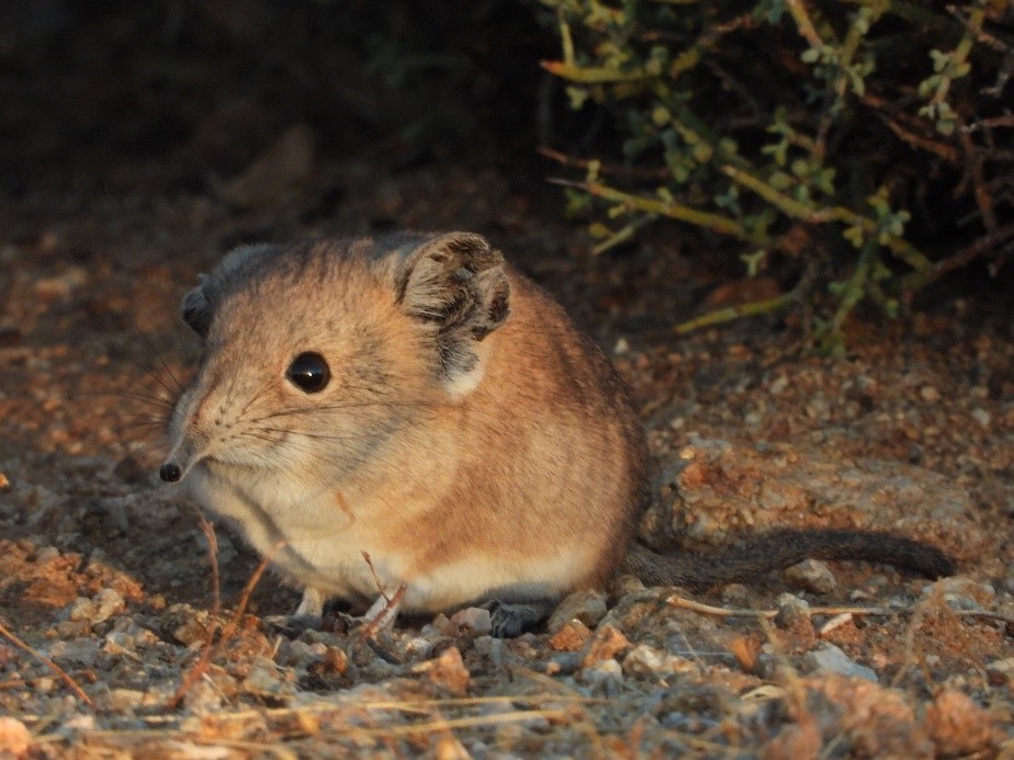 Le Macroscélide à oreilles courtes (Macroscelides proboscideus)