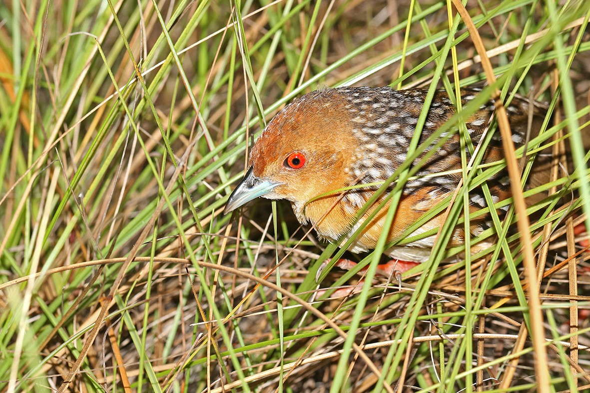 Râle ocellé (Micropygia schomburgkii)