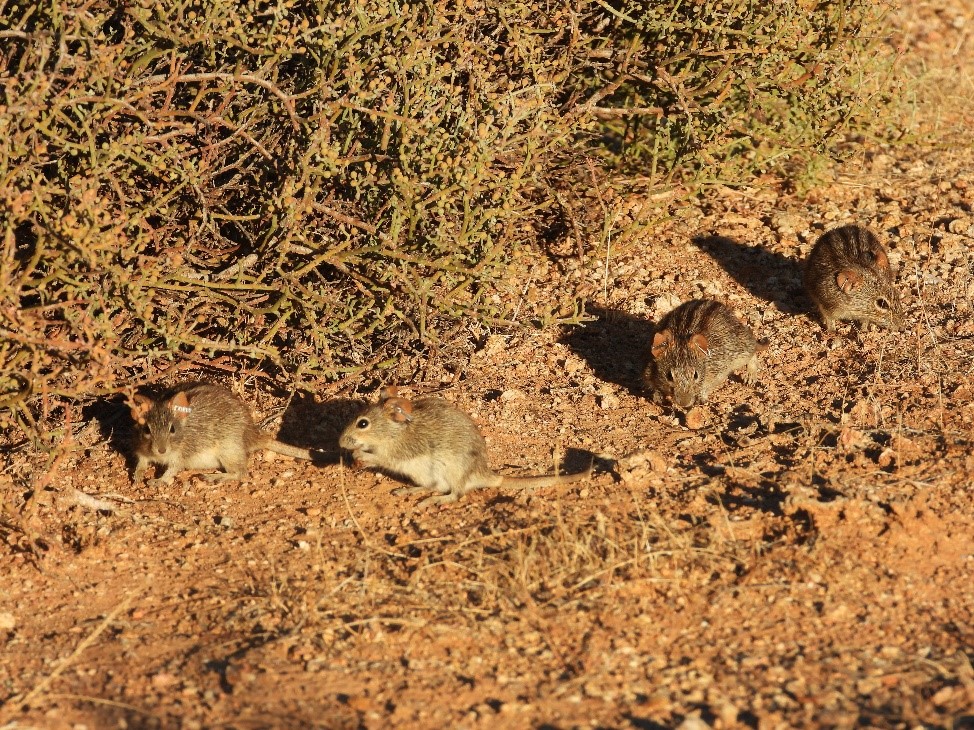 photo souris rayées