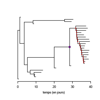 schema phylo