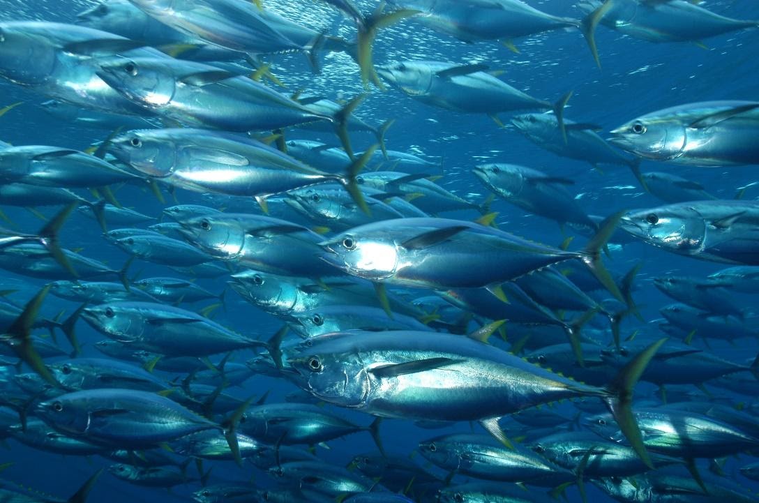 Thons, requins, maquereaux, espadons, ces grands poissons sont constitués de 10 à 15 % de carbone. 