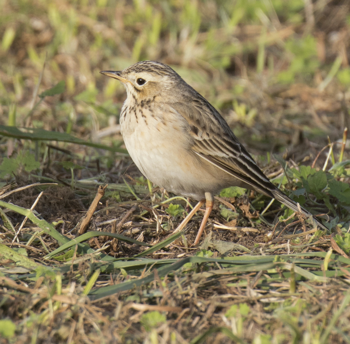 pipit de richard