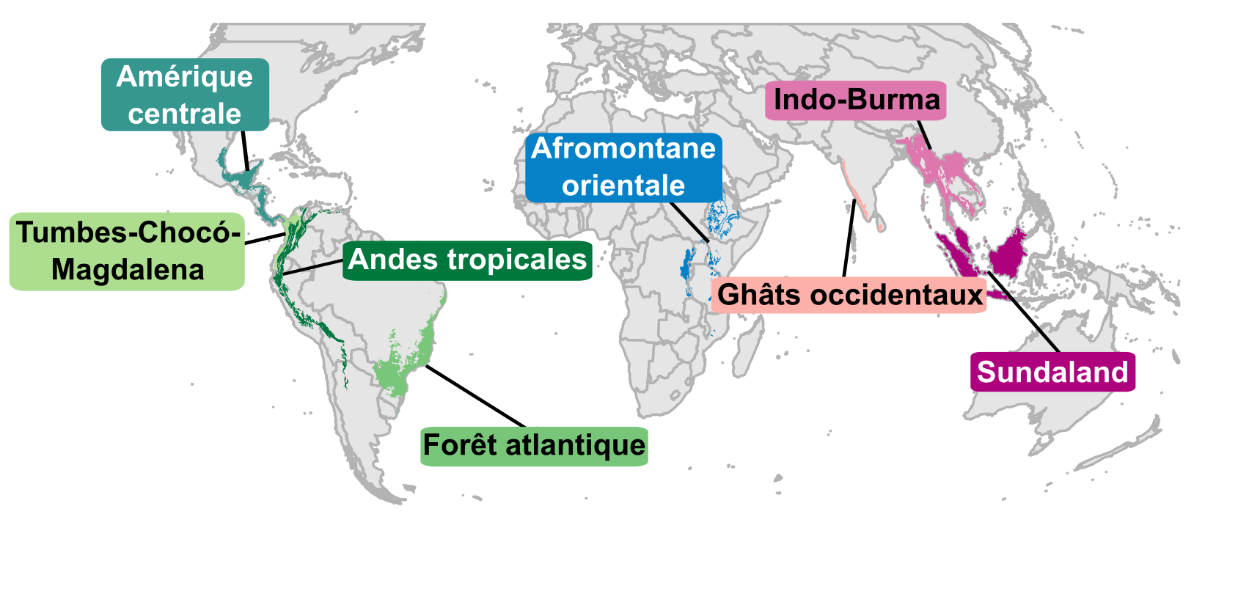 L’étude analyse les données des forêts tropicales de huit points chauds de biodiversité [Crédit : Victor Cazalis ; CC-BY-4.0]