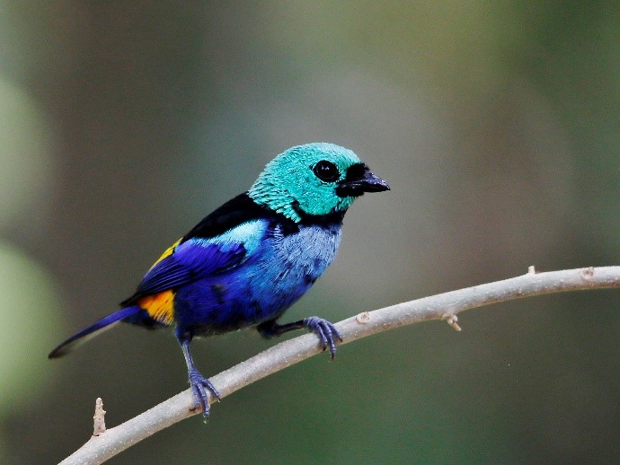 Le calliste superbe, Tangara fastuosa. Restreinte à la Forêt Atlantique du Brésil et menacée d’extinction, cette espèce nécessite des aires protégées efficaces pour empêcher la destruction et la dégradation de ses habitats forestiers [Crédit photo : Hector Bottai; CC-BY-SA-4.0]